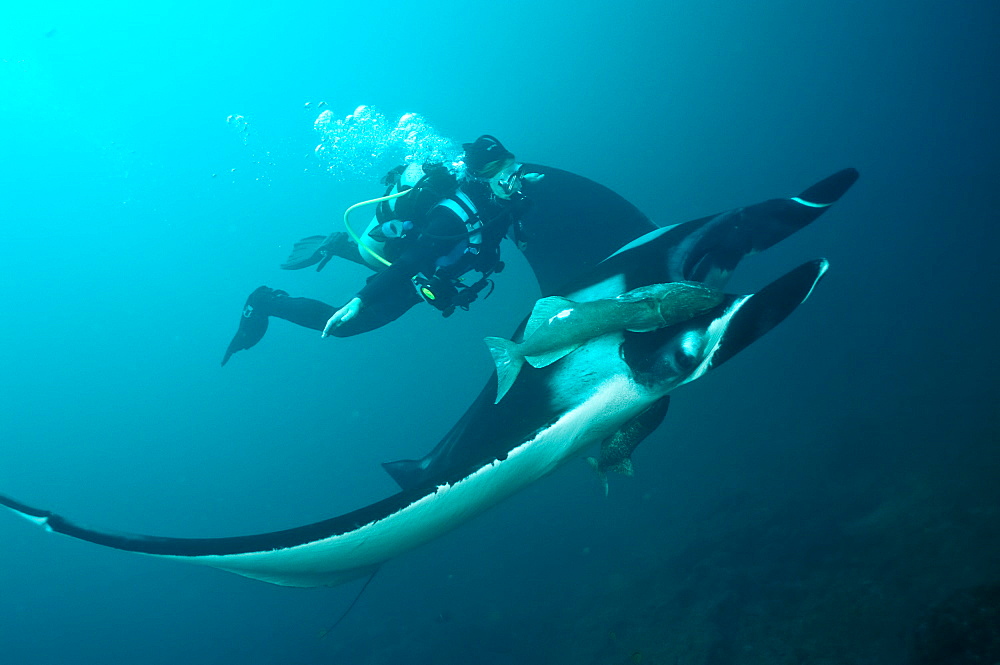 Manta birostris and diver. Ecuador