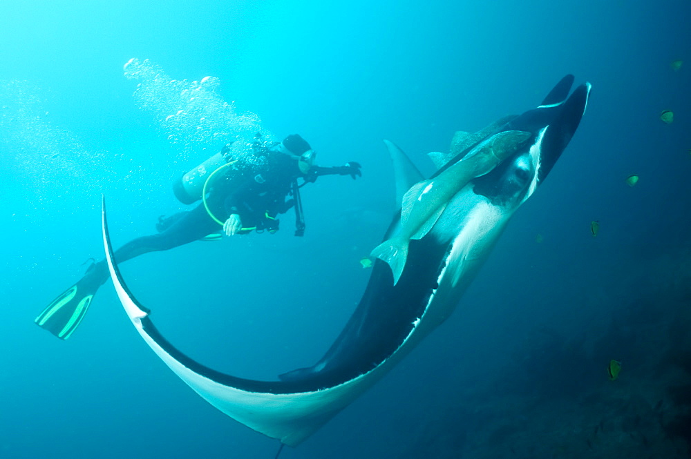 Manta birostris and diver. Ecuador