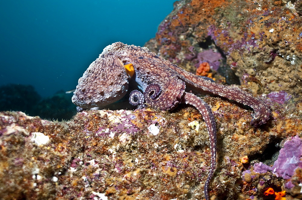 Pacific octupus. Ecuador