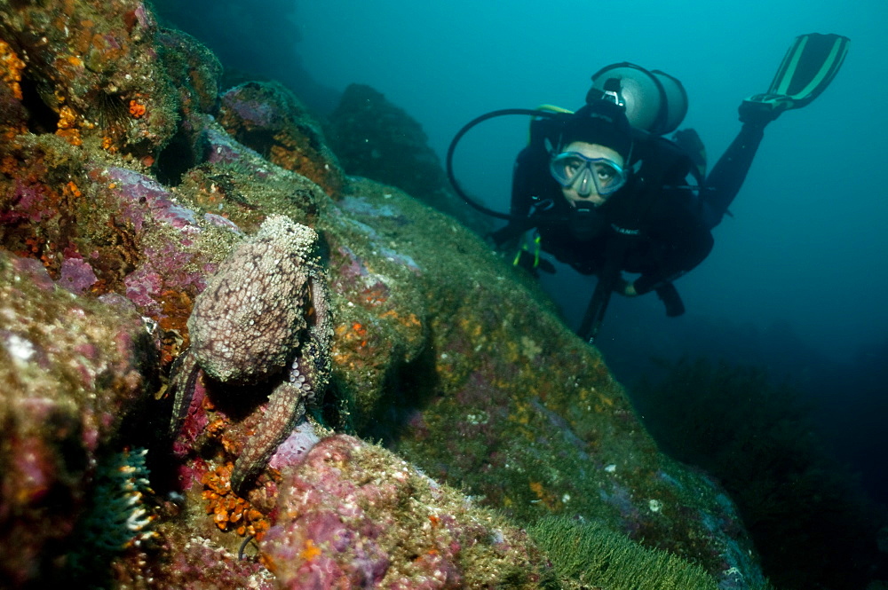 Diver and pacific octopus. Ecuador