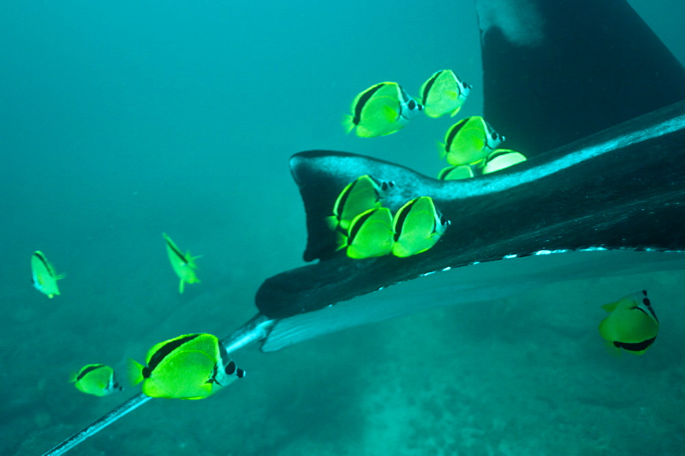 Manta Birstris showing cleaning station activity. Observations part of project elasmo, conservation project in Ecuador. 