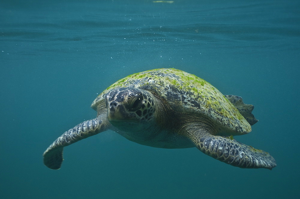 Green Sea Turtle Chelonia mydas. Ecuador