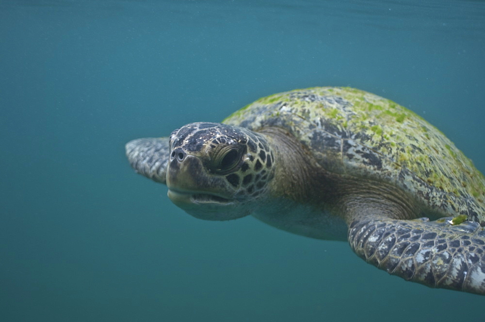 Green Sea Turtle Chelonia mydas. Ecuador
