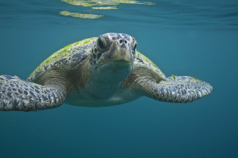 Green Sea Turtle Chelonia mydas. Ecuador