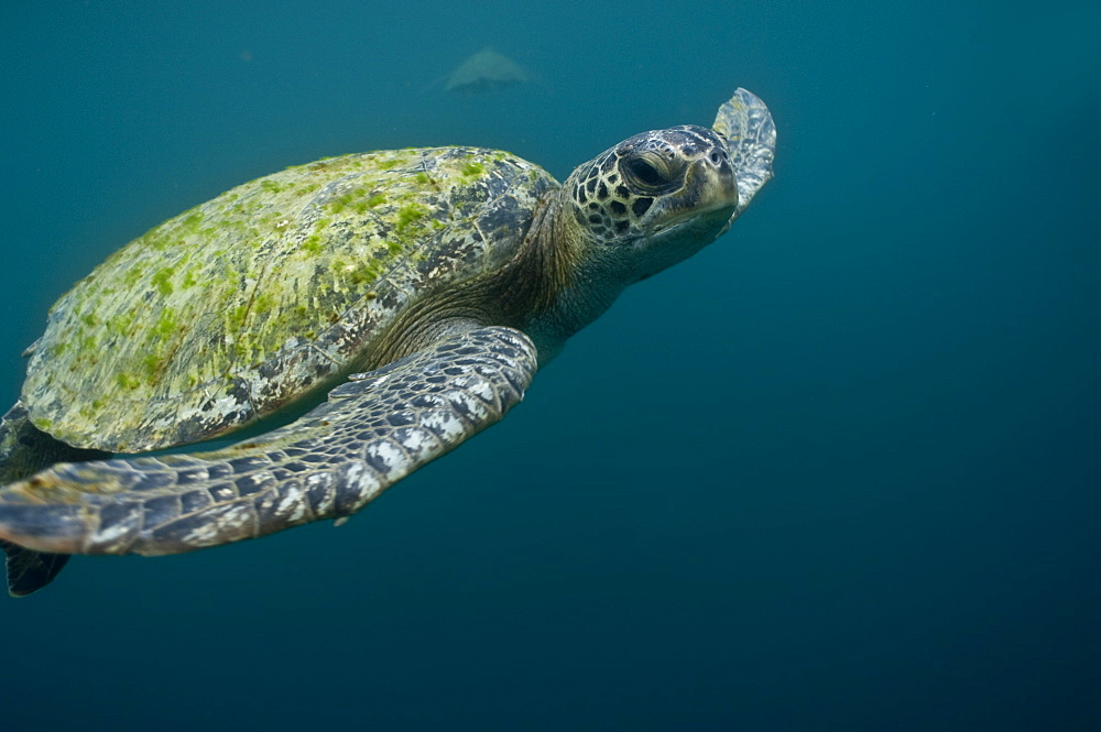 Green Sea Turtle Chelonia mydas. Ecuador