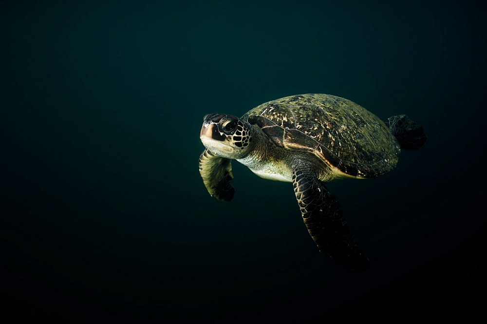 Green Sea Turtle Chelonia mydas. Ecuador