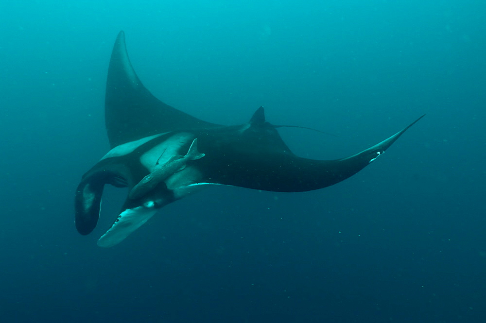 Pelagic Manta Birostris or Giant Manta Ray. Ecuador. 