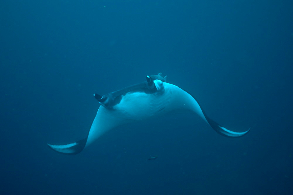 Pelagic Manta Birostris or Giant Manta Ray. Ecuador. 