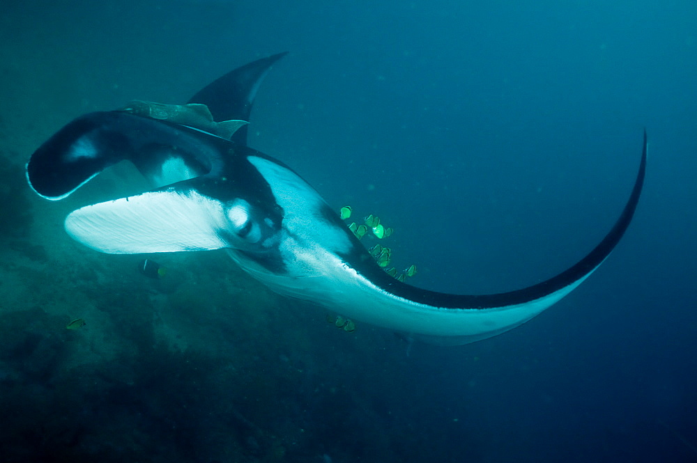 Pelagic Manta Birostris or Giant Manta Ray. Ecuador. 