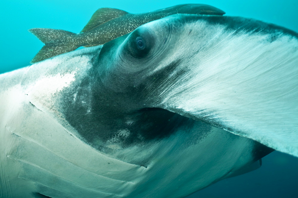 Manta birostris, head and eye closeup. Ecuador