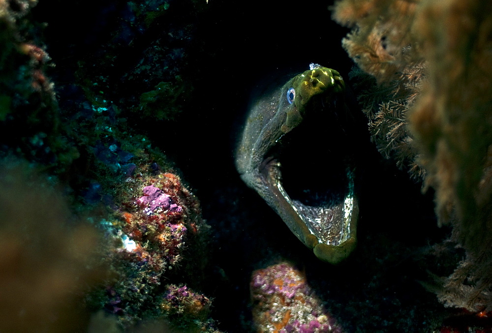 Gymnothorax castaneus, panamic green moray. Ecuador