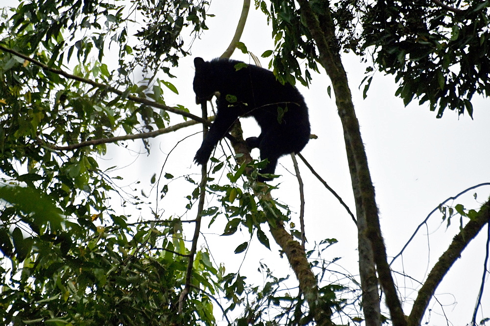 Spectacled Bears often make a resting 'nest' in a tree, here one can be seen doing just that, breaking branches off and lowering them down to make a resting area in the tree. Ecuador