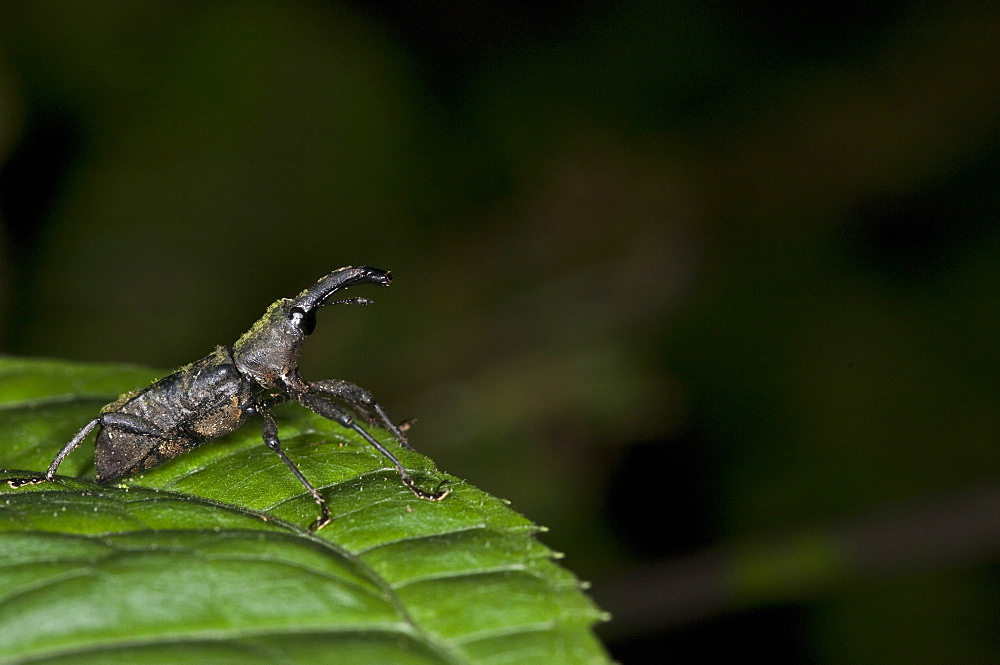 Weevil, Mindo, Ecuador. 