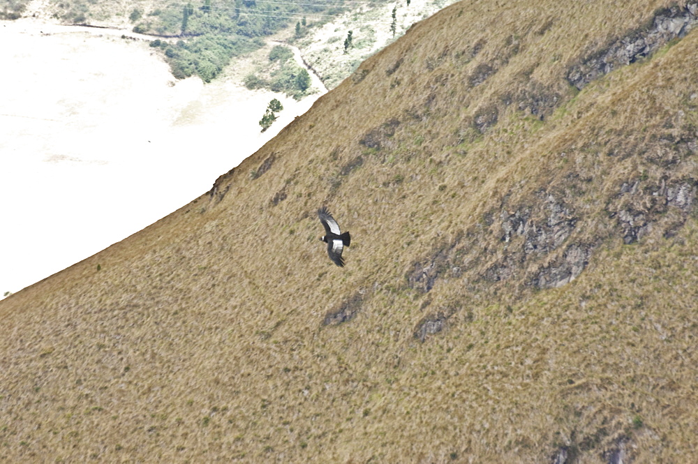 Distant Condor on Volcano Imbabura, Ecuador. 