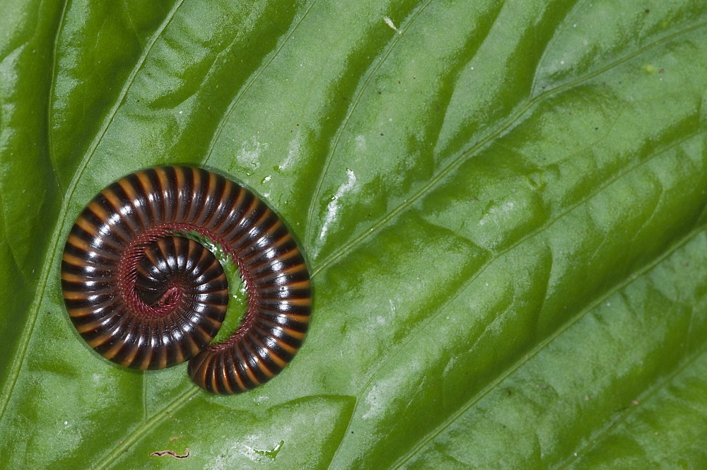 Millipede, curled on leaf, Amazon, Ecuador. 