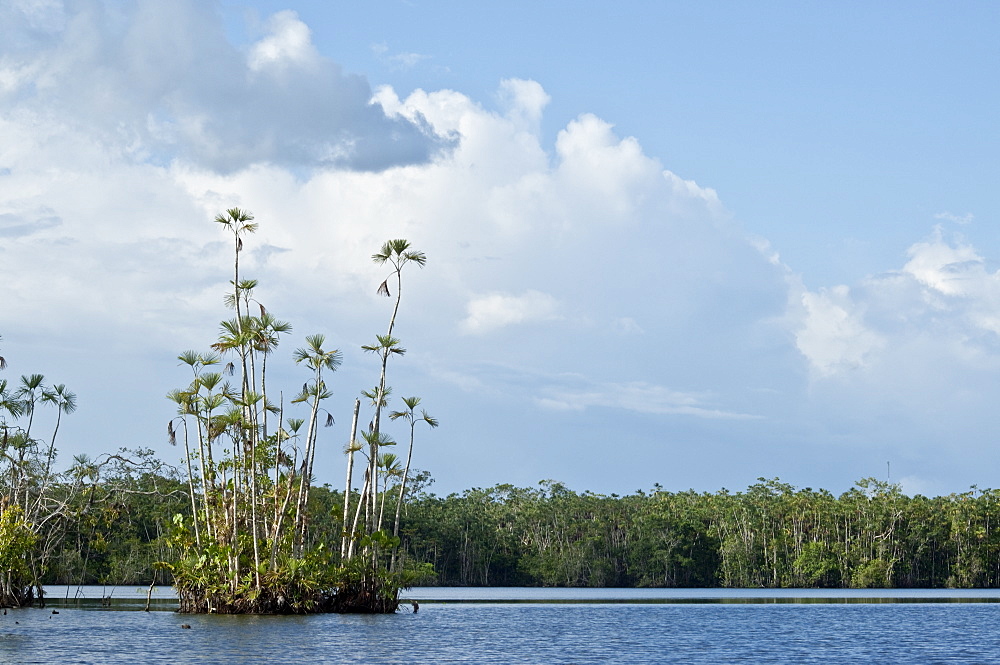 Plant life in Ecuadorean Amazon