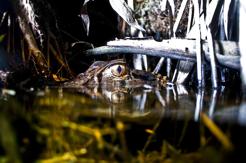 Black Caiman, night time in the Amazon, Ecuador.