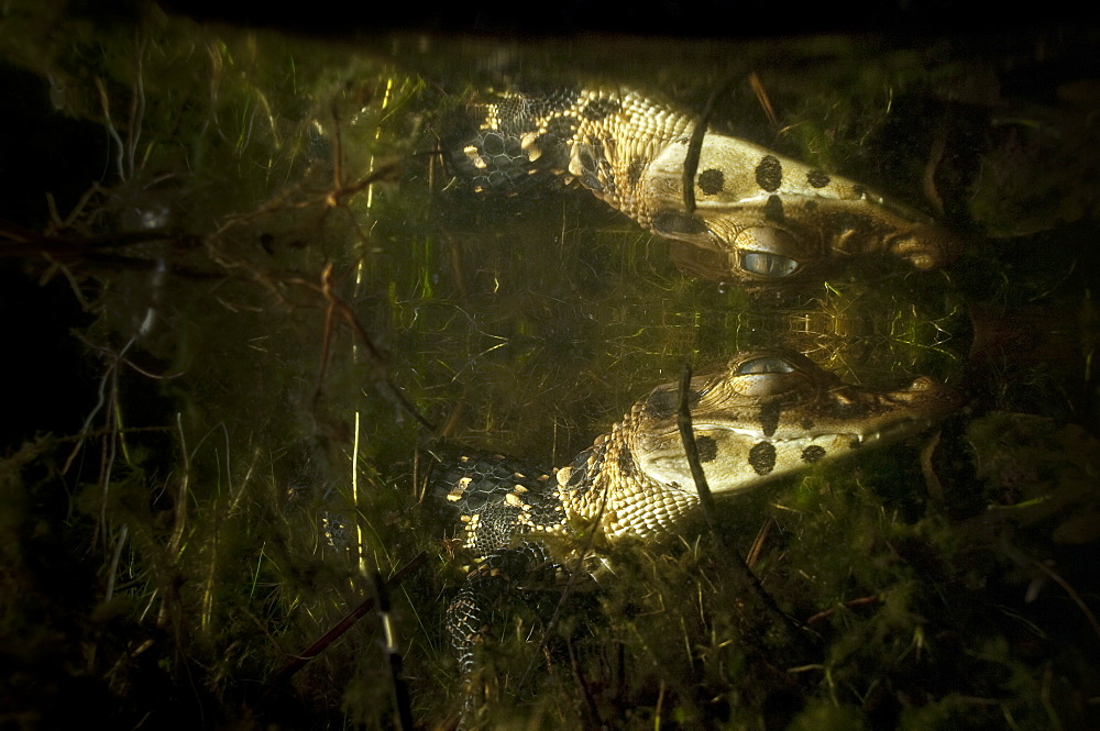 Black Caiman, night time in the Amazon, Ecuador.