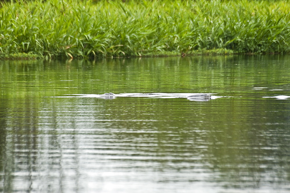 Pink River Dolphin, Ecuador. 