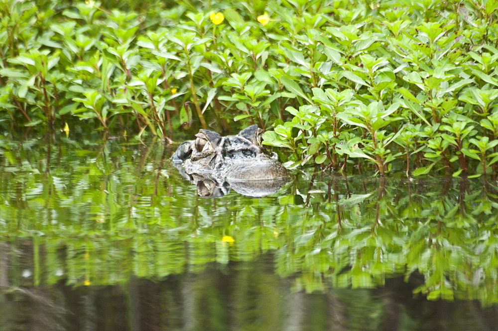 Caiman, Ecuador. 