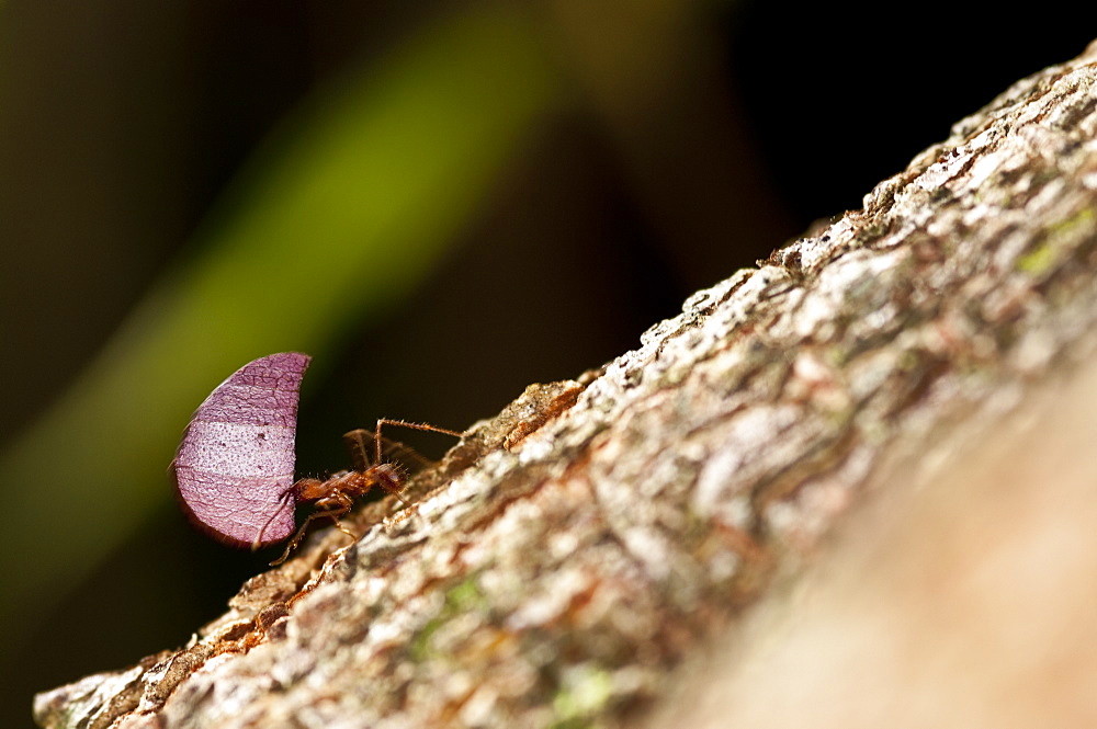 Leaf Cutter Ants, Ecuador. 