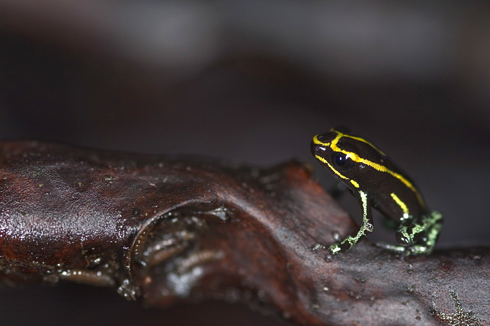 Poison Arrow Frog, Amazon, Ecuador. 