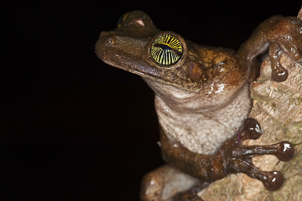 Tree Frog, Amazon, Ecuador. 