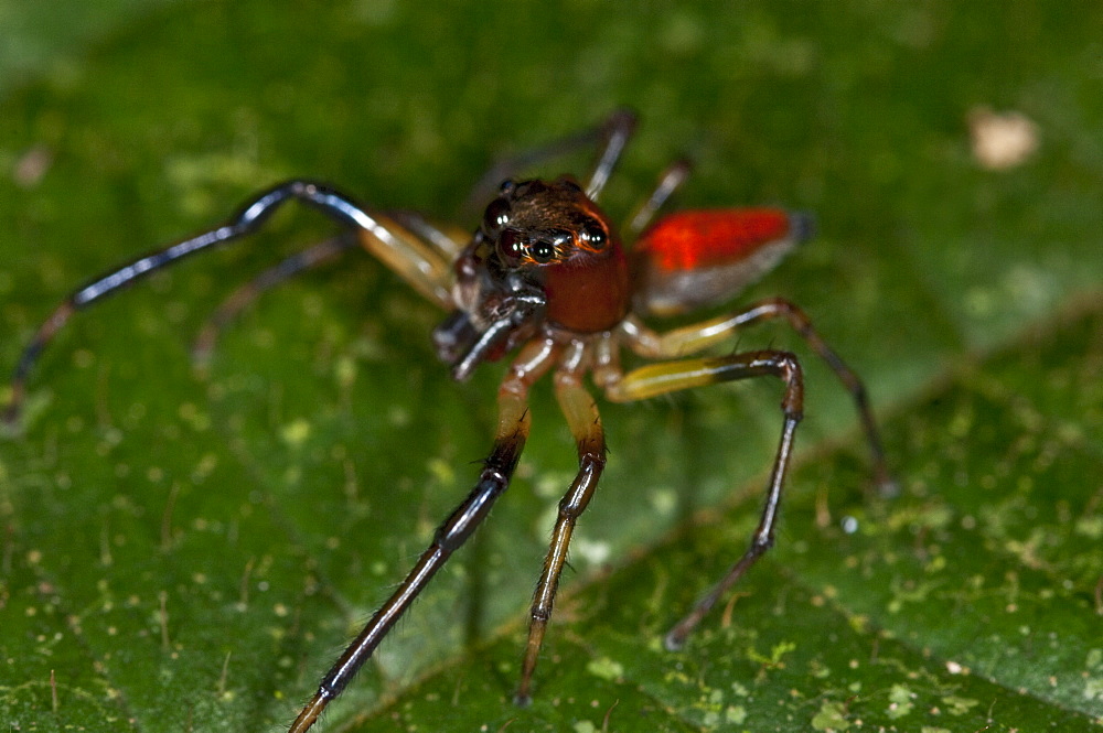 Jumping Spider, Amazon, Ecuador. 