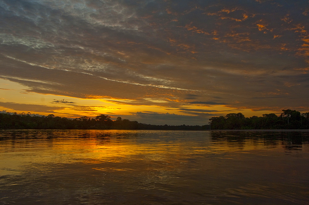 Plant life in Ecuadorean Amazon