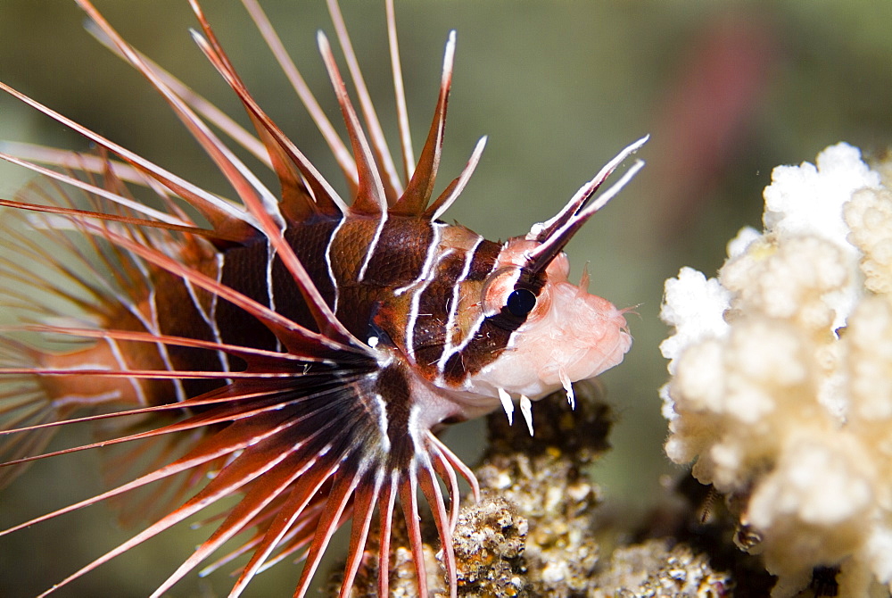 Clearfin Lionfish (Pterois radiate). Red Sea.