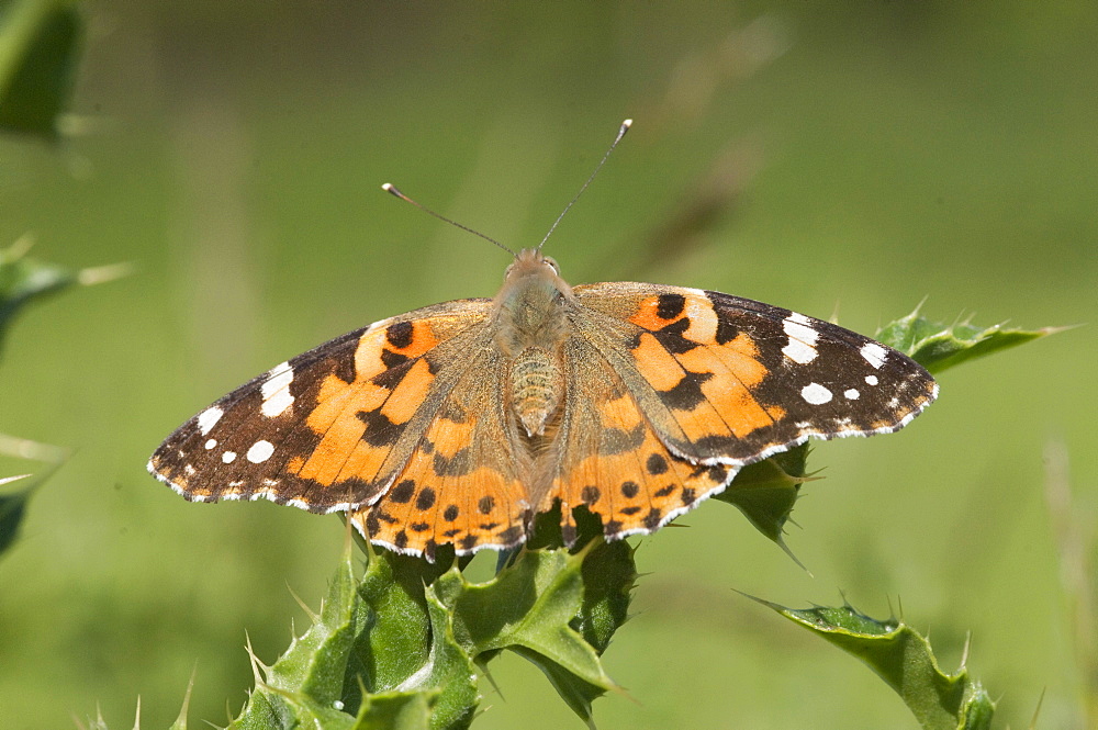 Painted lady butterflies. Isle of White, UK. Isle of White, UK