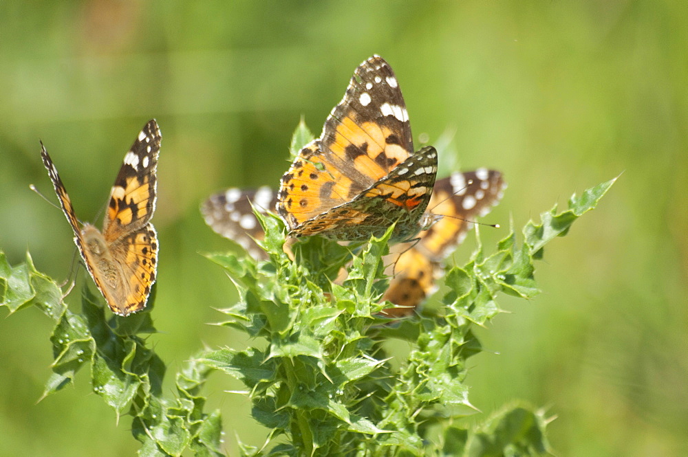 Painted lady butterflies. Isle of White, UK. Isle of White, UK