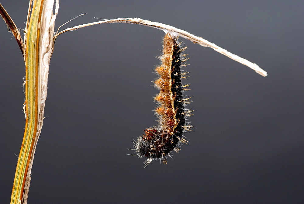 Painted lady caterpillar shortly before changing to chrysalis. It hangs itself upside down in this hooked position for around 24 hours. It continues to move throughout the 24 hours in gentle changes of position. . Isle of White, UK. Isle of White, UK