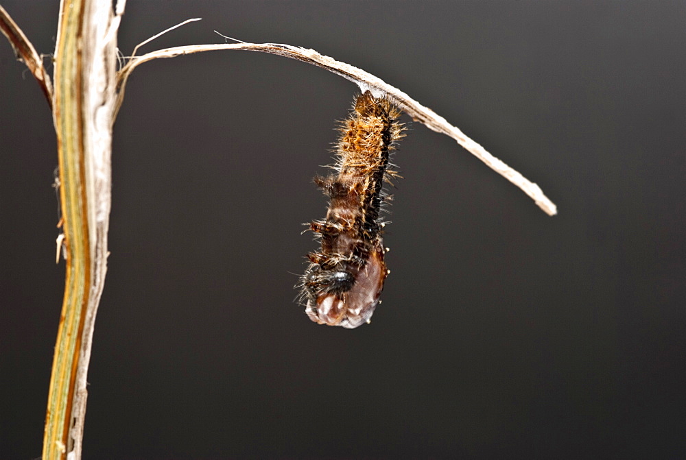 As the time to change gets nearer, the caterpillar begins to move more and more, sometimes shaking vigorously. The skin begins to split and the caterpillar sheds its skin in a concertina motion. . Isle of White, UK. Isle of White, UK