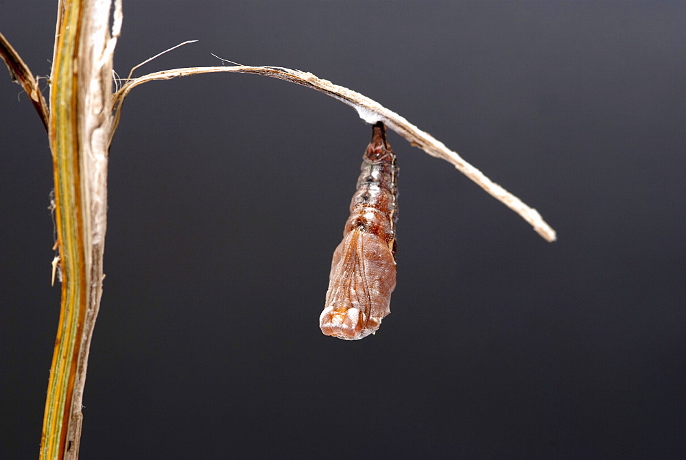 When the shed skin nears the tail, the newly formed chrysalis begins to shake very vigorously until the skin falls to the ground, then it settles down to form the butterfly within. The shape of the wings, anttenae and eyes can already be clearly seen. The process completes in seven to ten days. . Isle of White, UK. Isle of White, UK