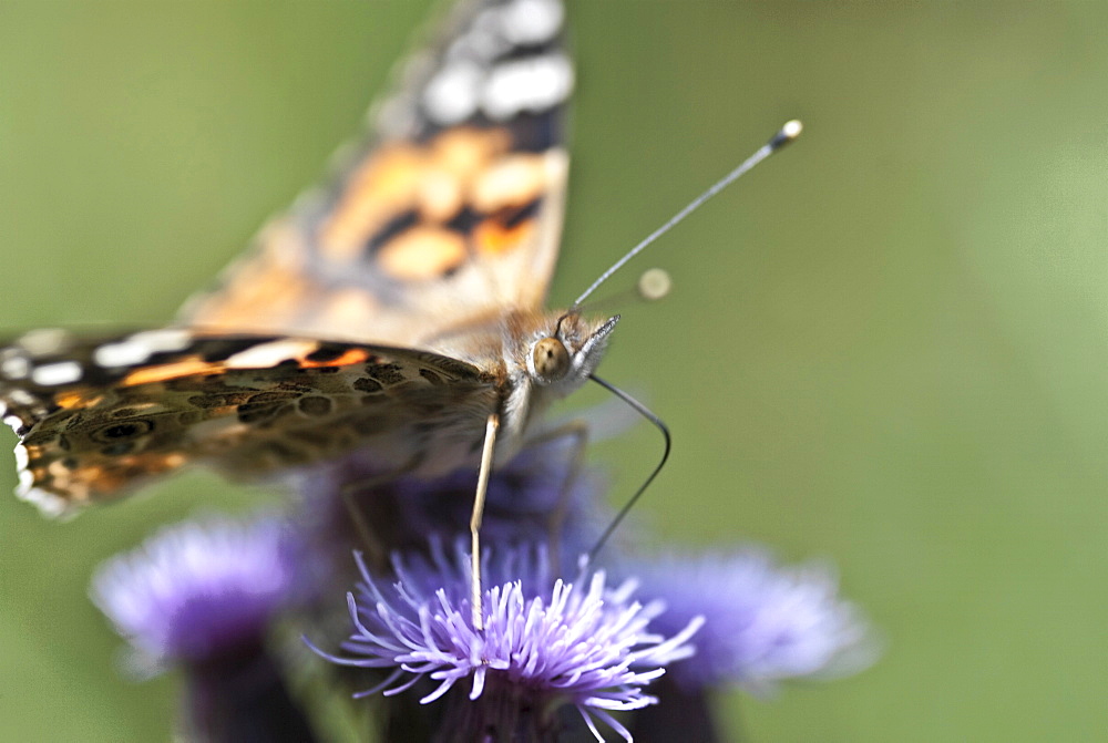 Painted Lady butterfly feeding. The life cycle is complete. . Isle of White, UK. Isle of White, UK