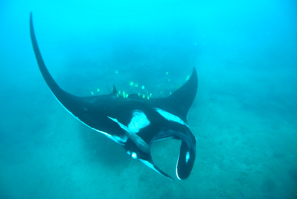 Giant manta ray, Isla de la Plata Ecuador. Portrait shot of Manta birostris approaching camera. Pacific Ocean, Ecuador