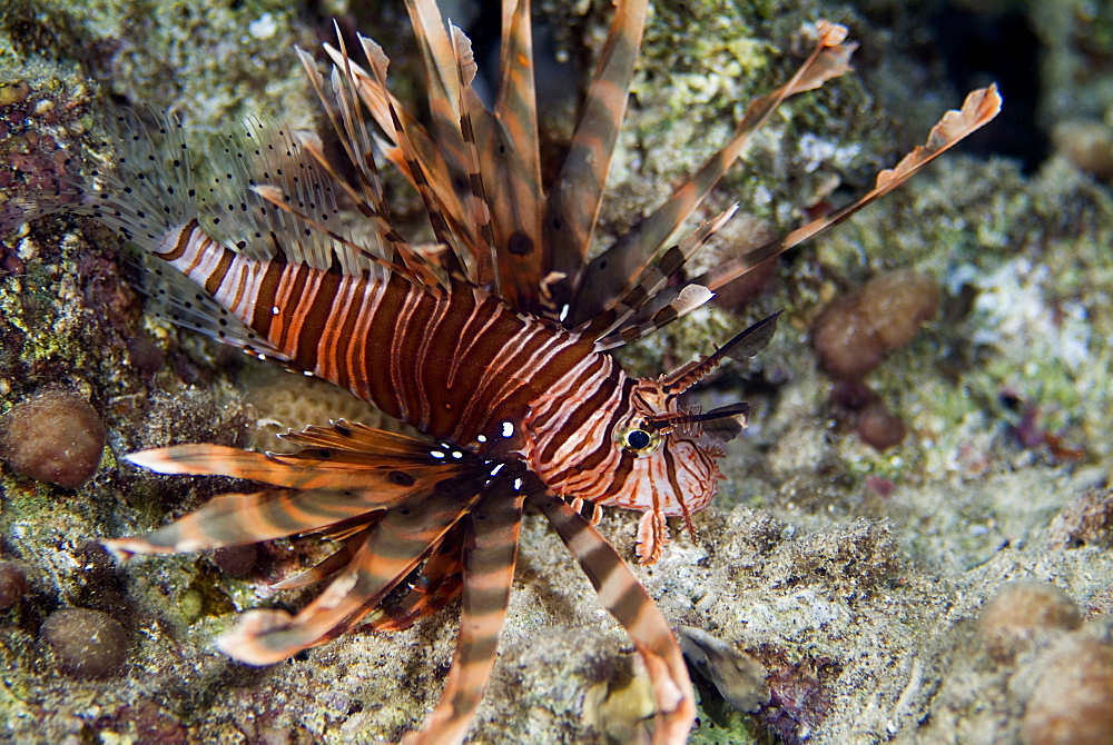 Common Lionfish (Pterois volitans). Red Sea.