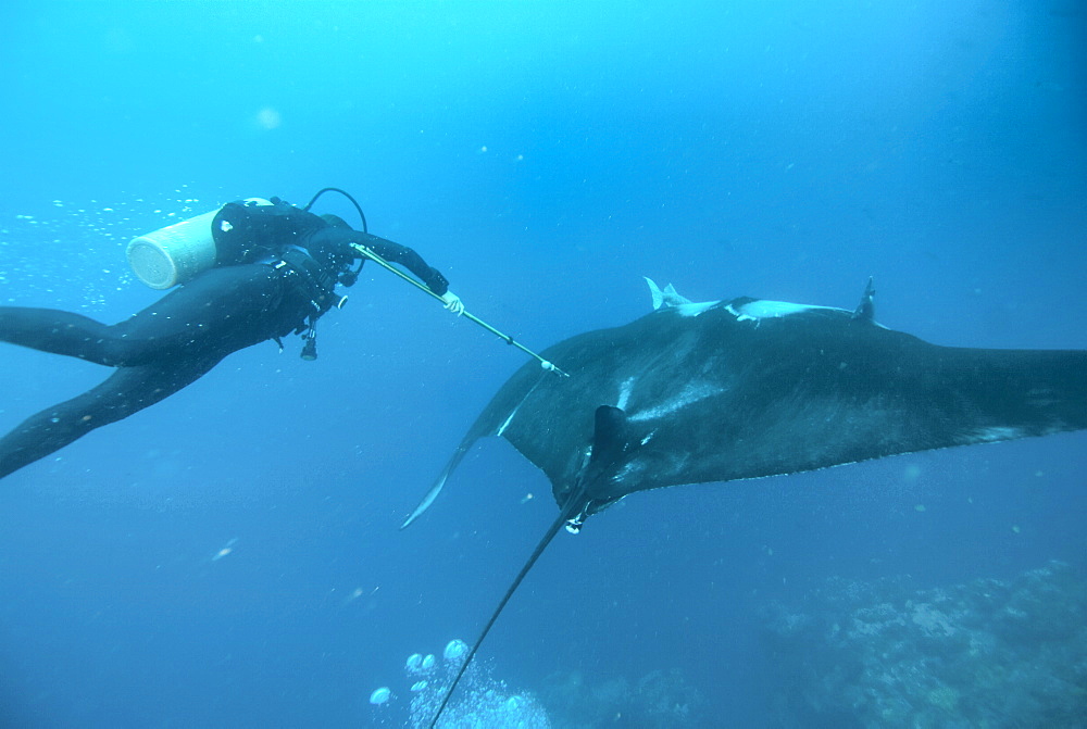 Research diver approaching manta birostris to record detail in research program, Project Elasmo. Pacific Ocean, Ecuador