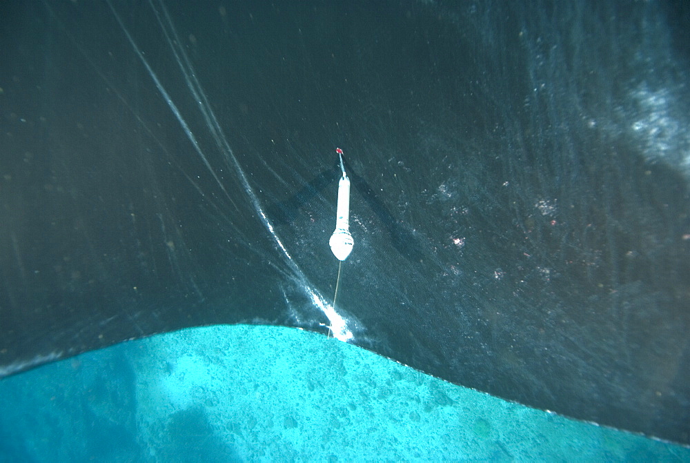 Satellite Tag attached to Giant Manta Ray, Ecuador. The lines to the left indicate recent fishing damage. Pacific Ocean, Ecuador