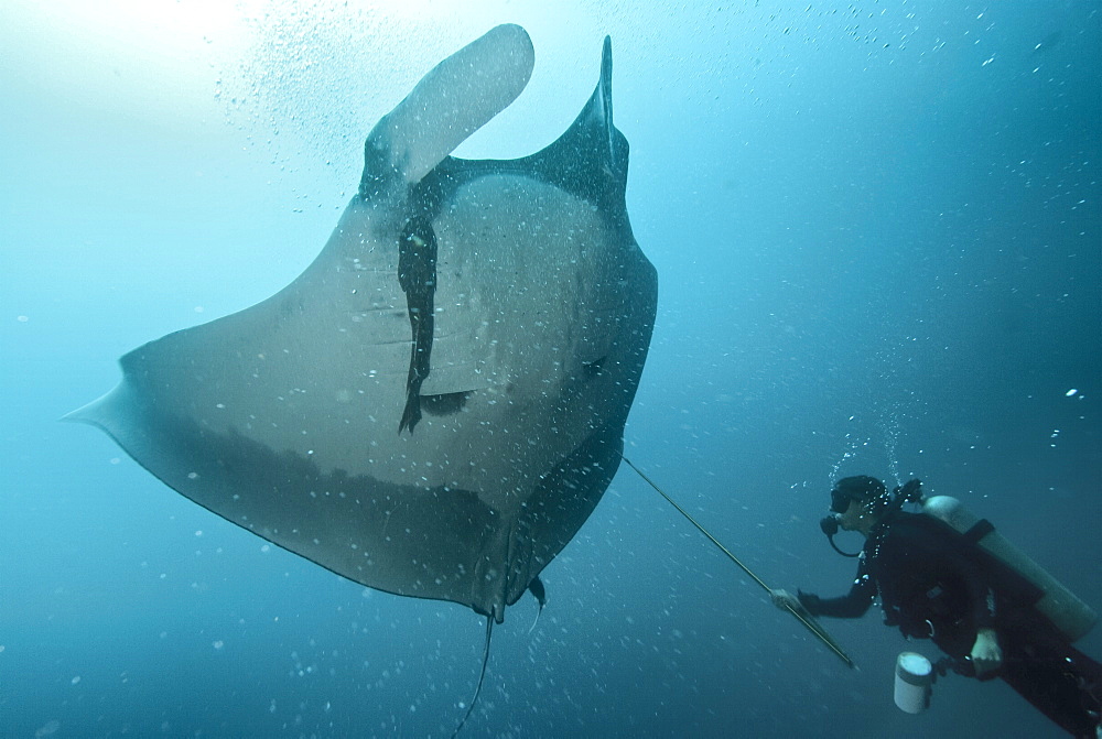 Research diver approaching manta birostris to record detail in research program, Project Elasmo. Pacific Ocean, Ecuador