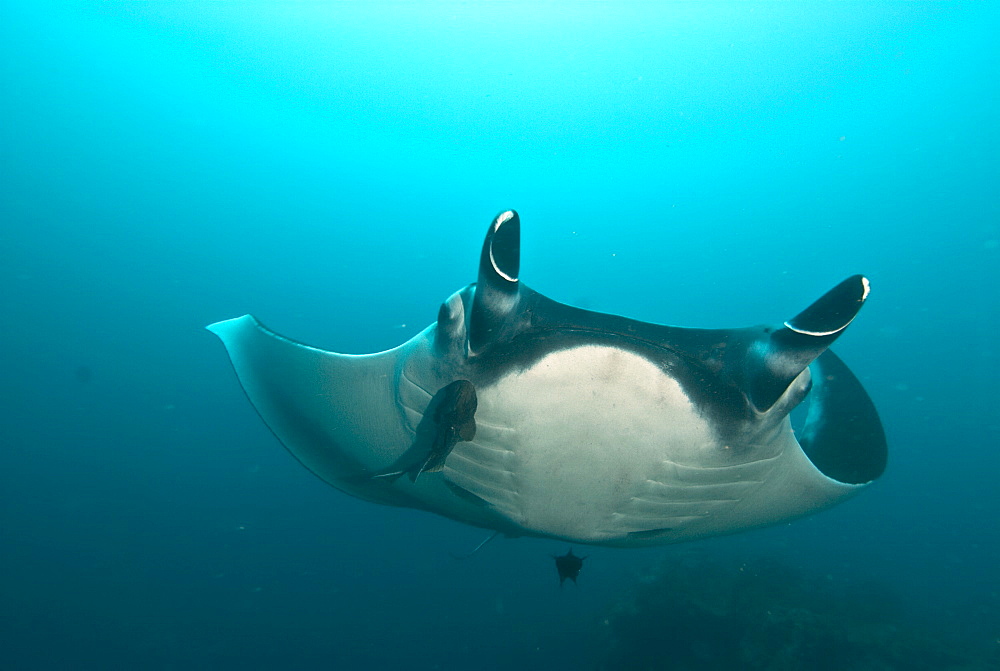 Giant manta ray, Isla de la Plata Ecuador. Portrait shot of Manta birostris approaching camera. Pacific Ocean, Ecuador