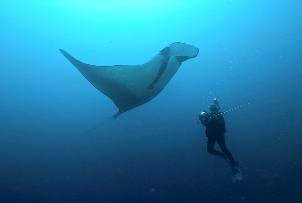 Research diver approaching manta birostris to record detail in research program, Project Elasmo. Pacific Ocean, Ecuador