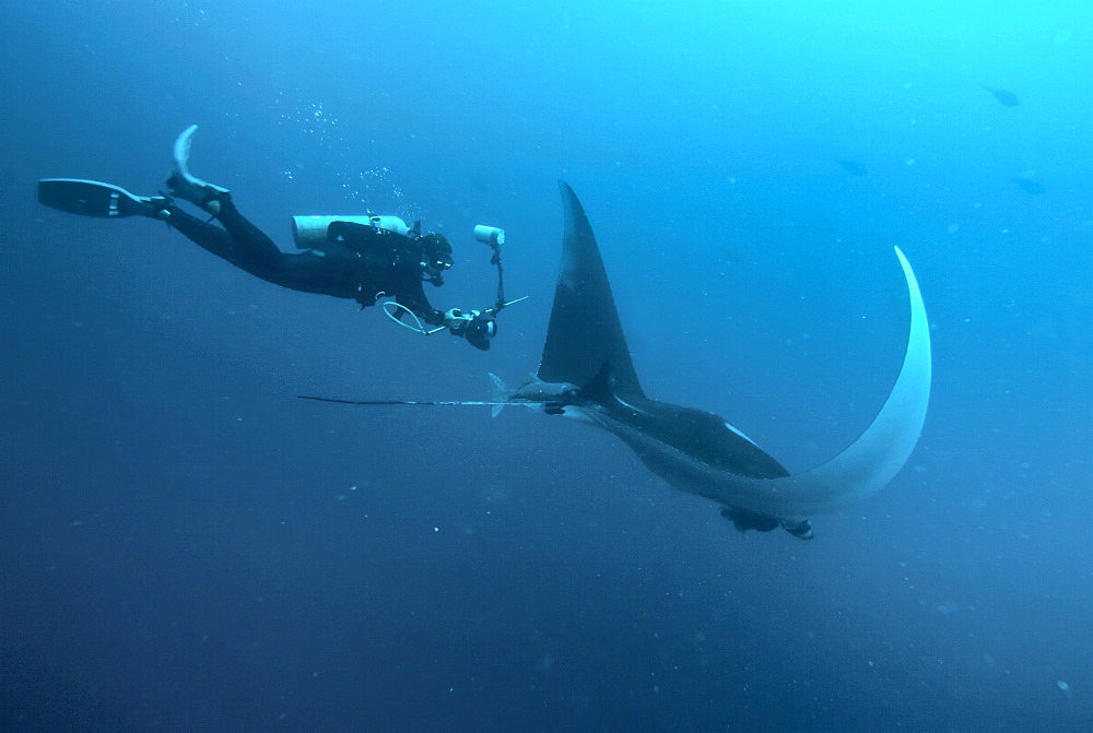 Research diver approaching manta birostris to record detail in research program, Project Elasmo. Pacific Ocean, Ecuador