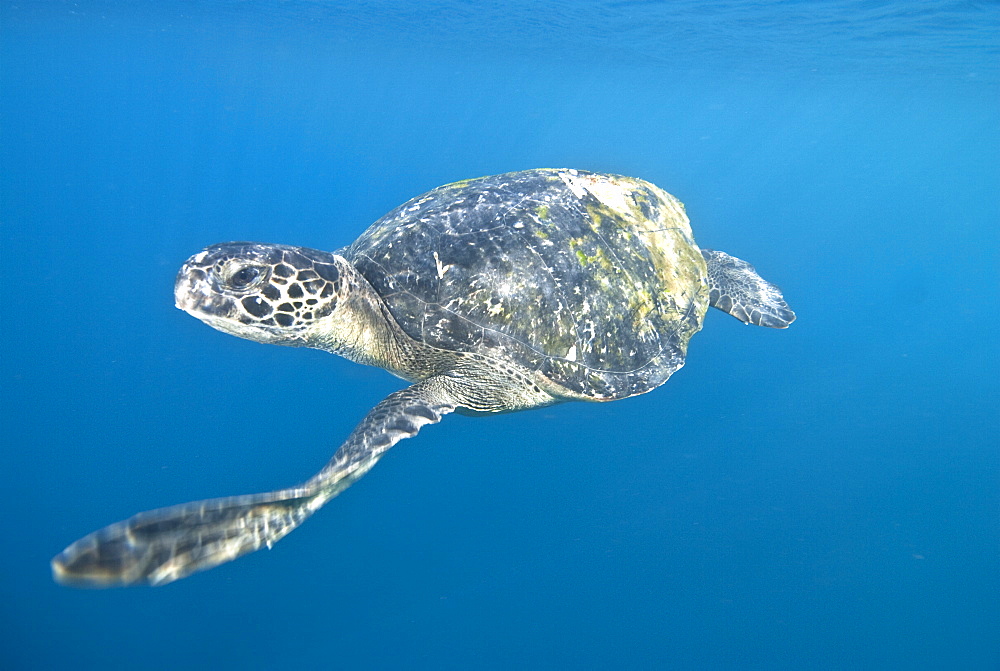 Green Sea Turtle (Chelonia mydas) near to the surface. Machalilla National Park, Ecuador. Pacific Ocean, Ecuador