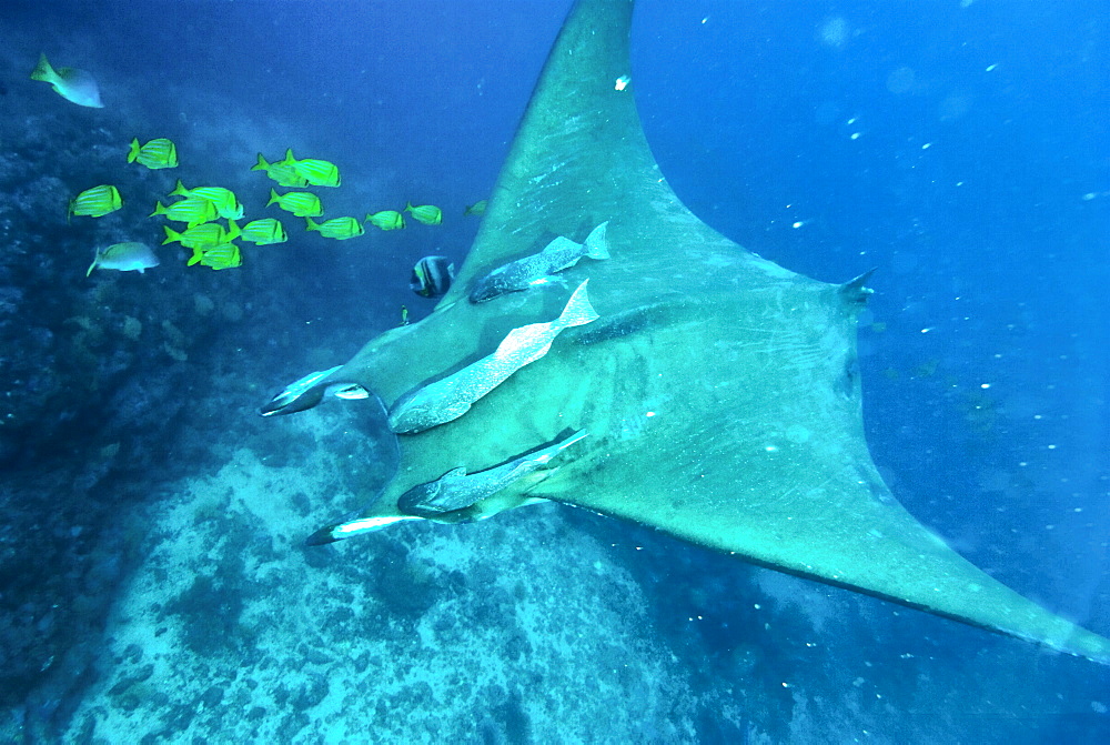 Mobula species Isla de la Plata, Ecuador, Machalilla National Park. Pacific Ocean, Ecuador