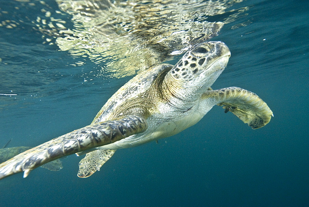 Green Sea Turtle (Chelonia mydas) near to the surface. Machalilla National Park, Ecuador. Pacific Ocean, Ecuador