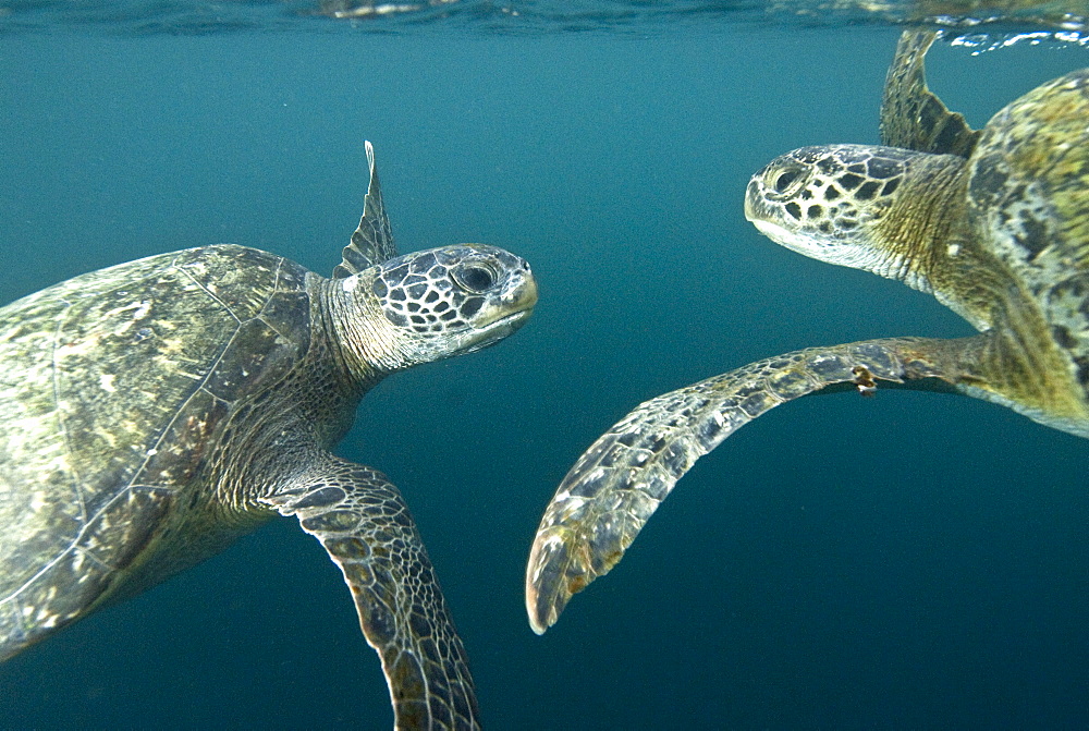 Green Sea Turtle (Chelonia mydas) near to the surface. Machalilla National Park, Ecuador. Pacific Ocean, Ecuador