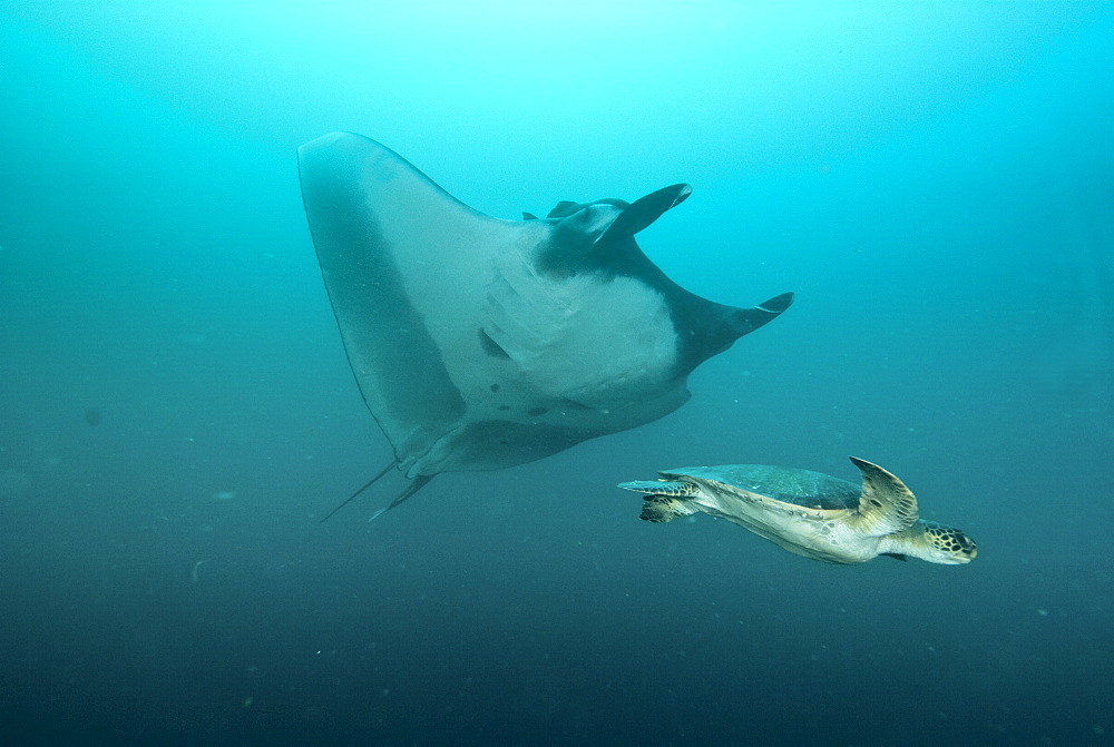 Green Sea Turtle (Chelonia mydas)  and Giant Manta Ray (manta birostris). Pacific Ocean, Ecuador