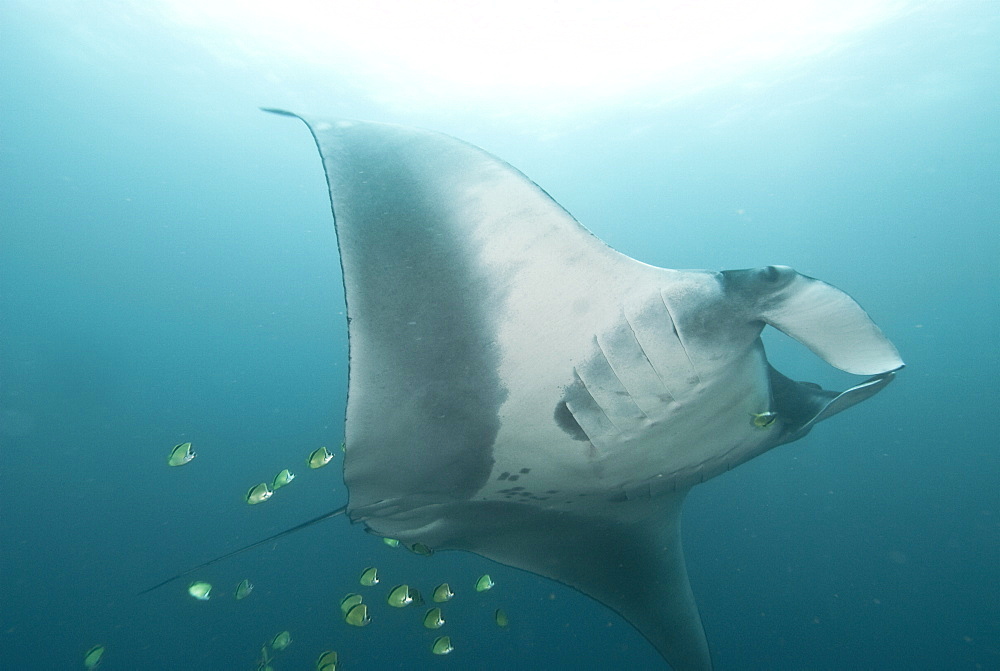 Giant manta ray, Isla de la Plata Ecuador. Portrait shot of Manta birostris approaching camera. Pacific Ocean, Ecuador